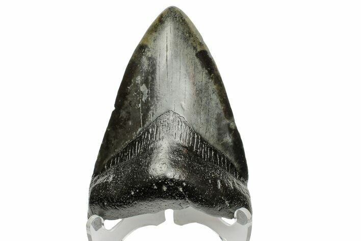 Fossil Megalodon Tooth - South Carolina #166090